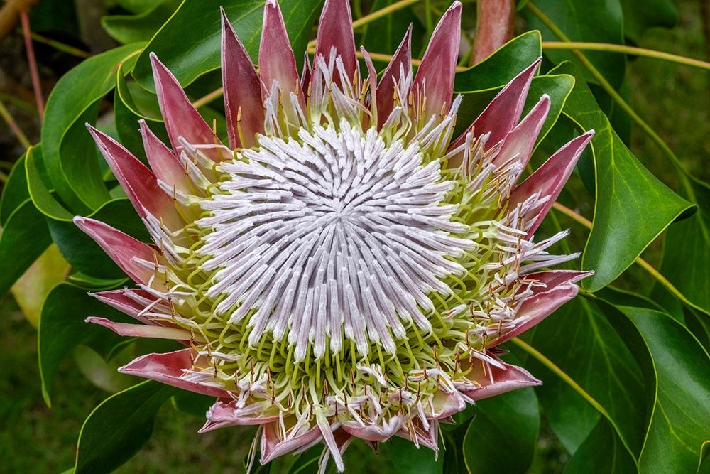 King Protea flower
